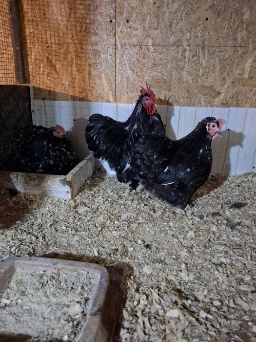 Găini cochinchina pitic negru bobat