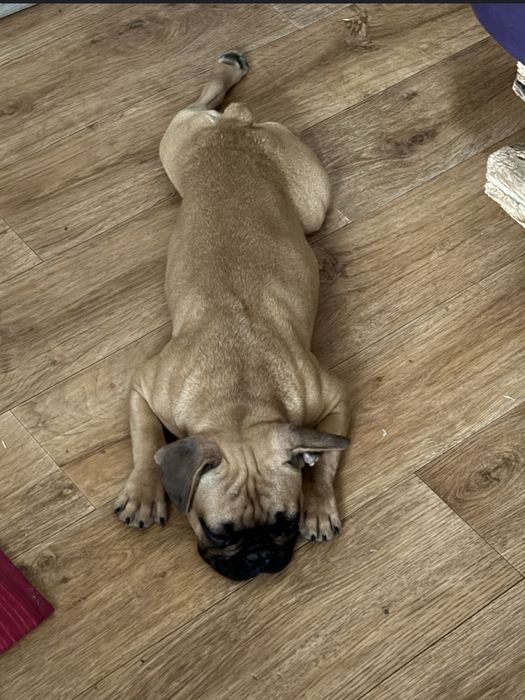 Продам французского бульдога