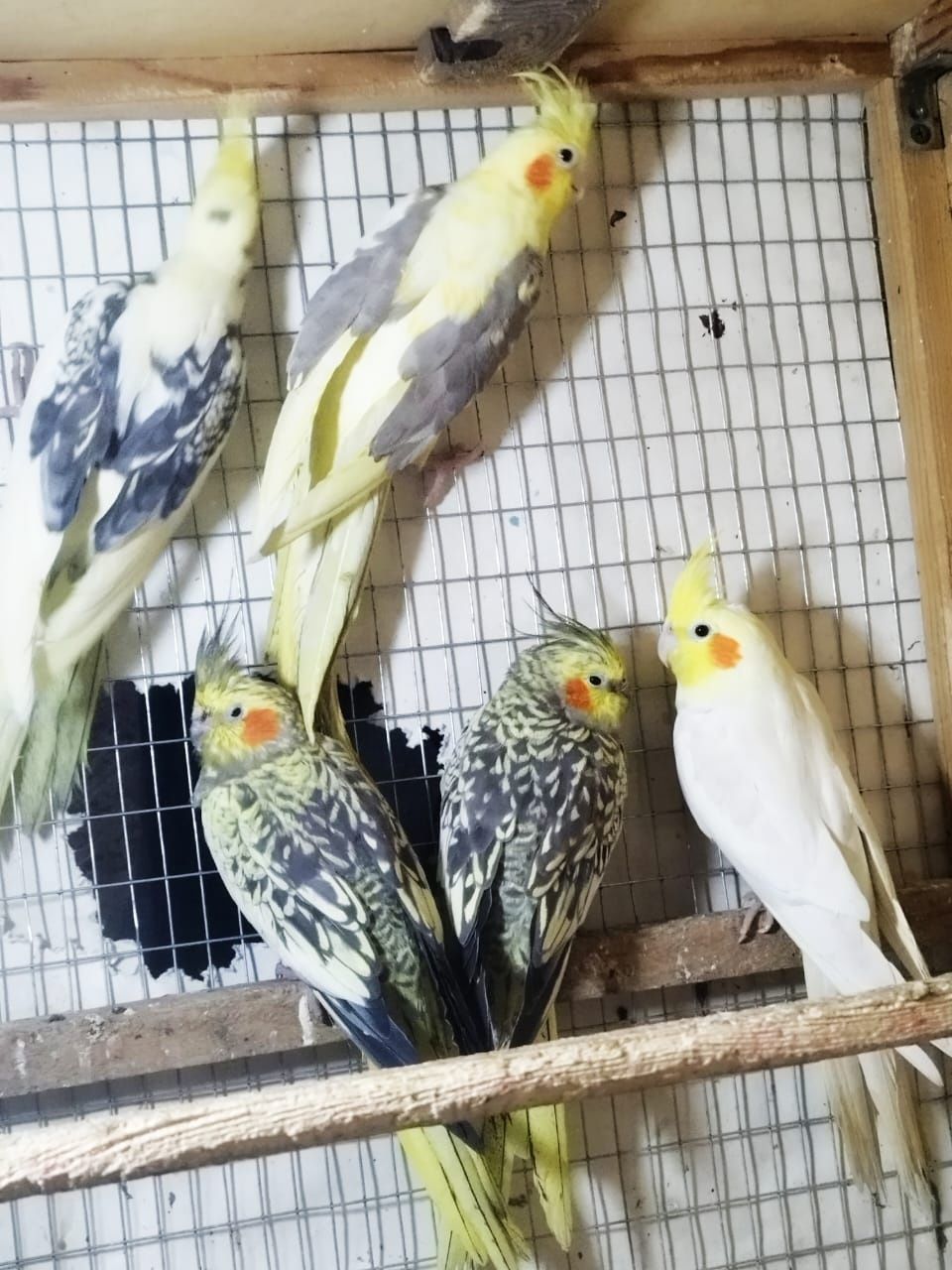 Волнистые  кореллы попугаи