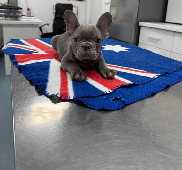 Bulldog francez mascul blue