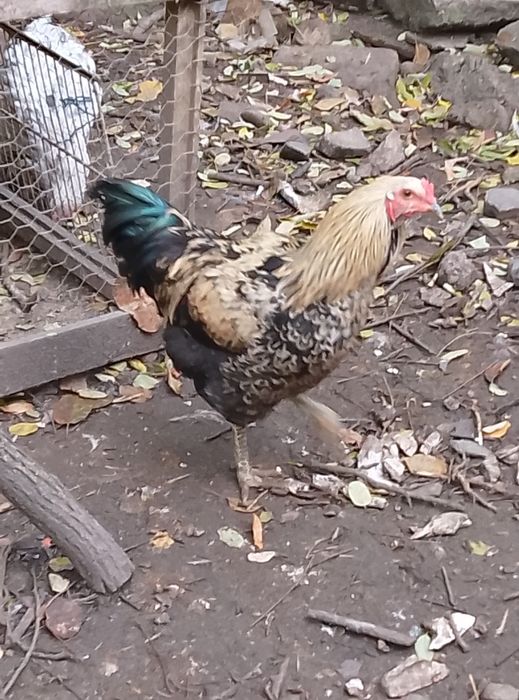Vând cocoș araucana negru