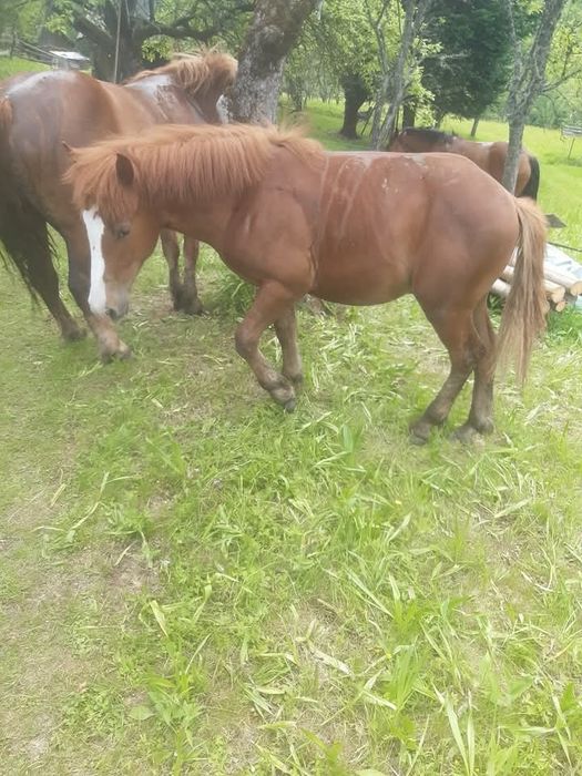 Vând manz de 1 an și 3 luni