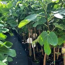 Vând puieți de tei arginti originali la balot t și puieți de smochini