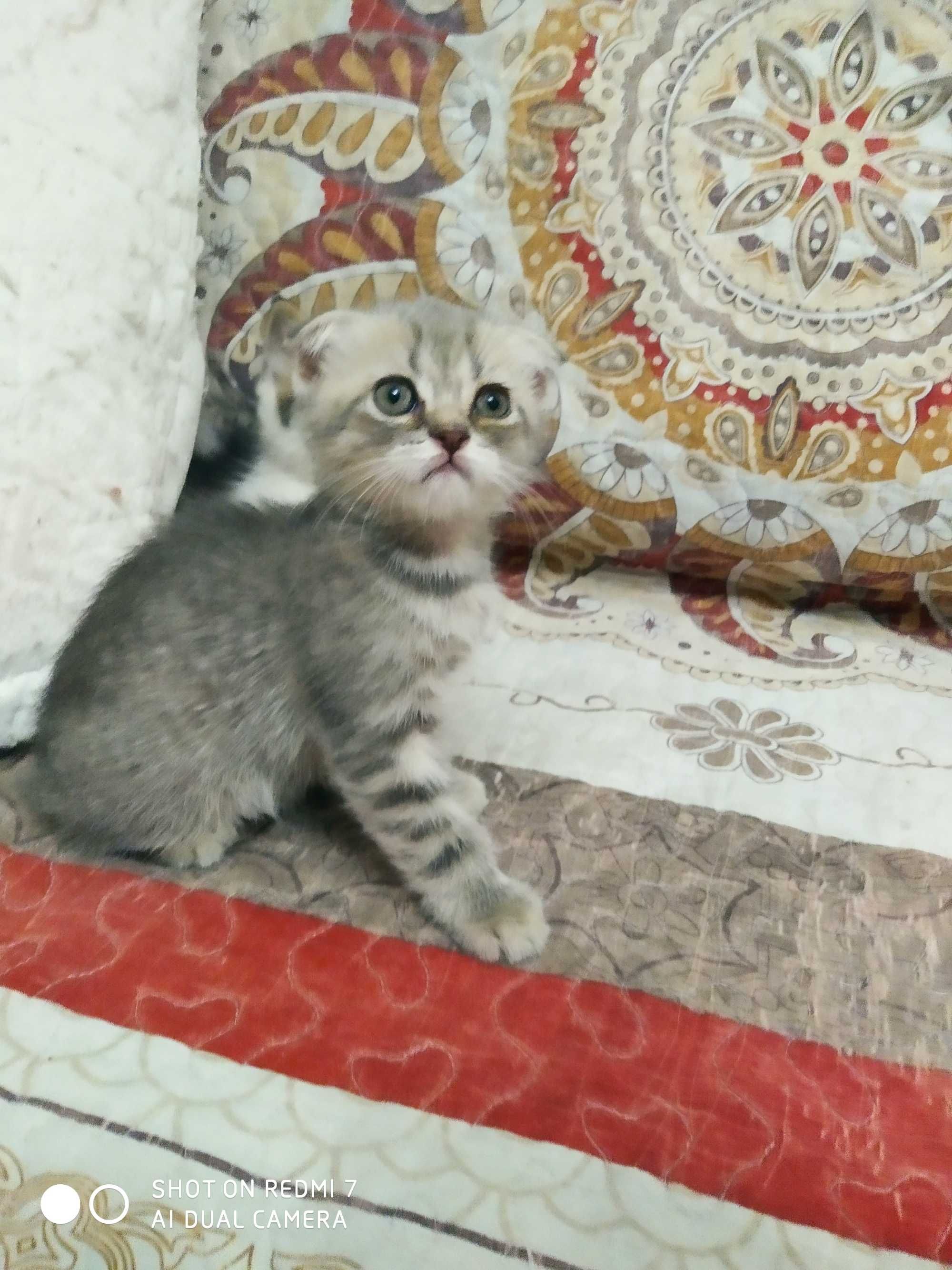 Продам породистых котят