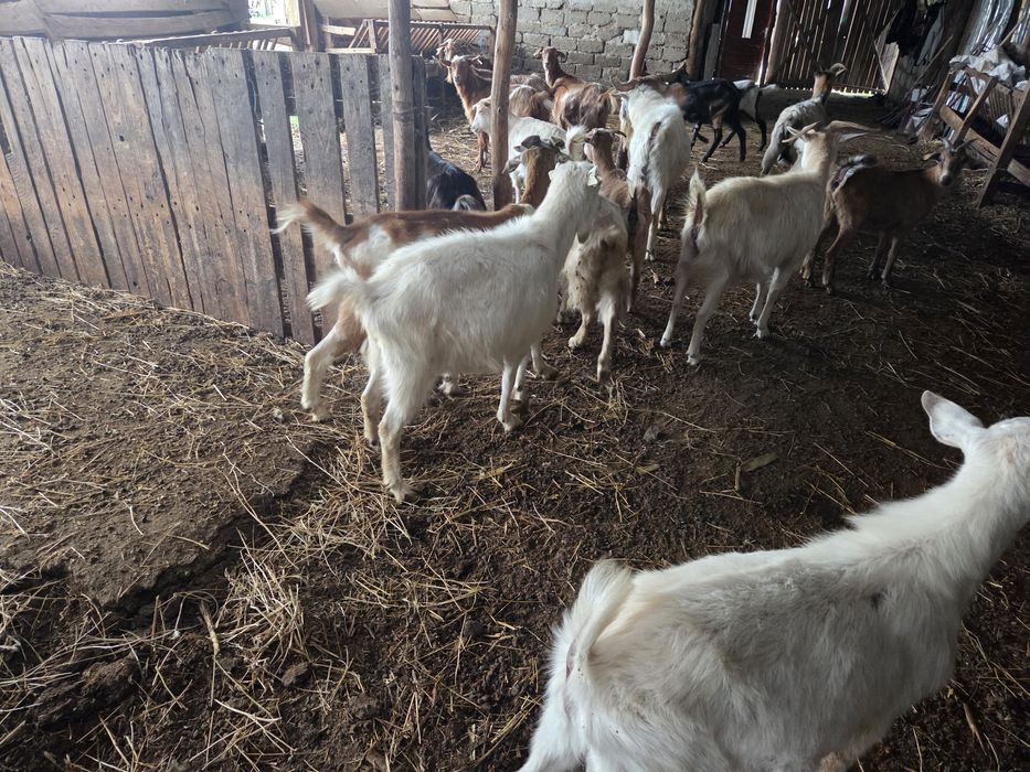 Vând 5 capre tinere