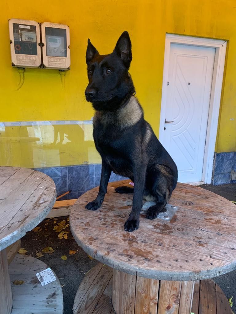 Mascul Ciobanesc Belgian Malinois - DRESAT