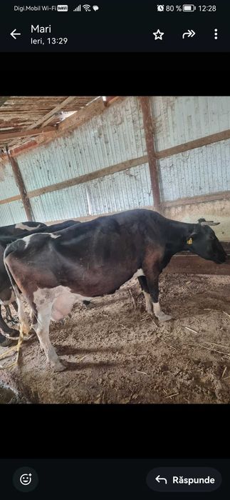 Vând vaci inscrise in cop