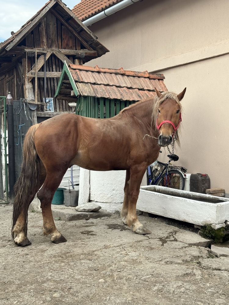 Armasar  3 ani jumate , cumite judetul Alba comuna Cenade