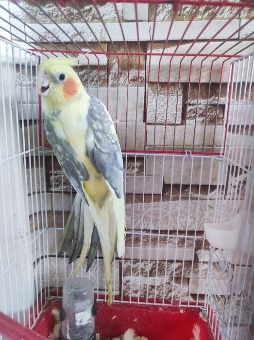 Karella tayyor nar sotiladi