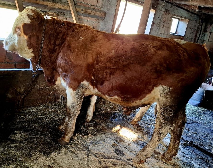 Taur bălțat de vânzare