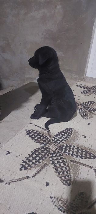 Лабладор+дворняга