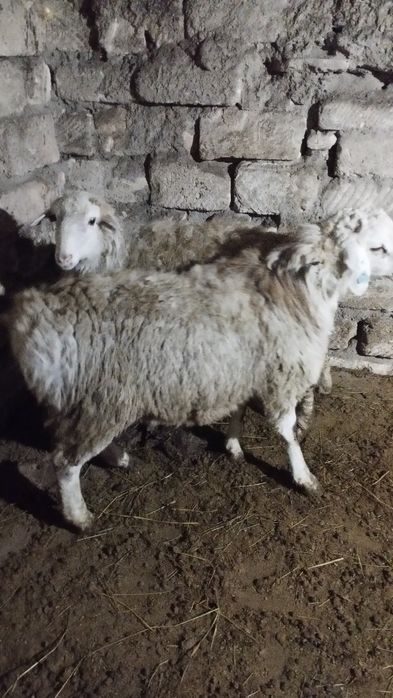 Продам баранов двух