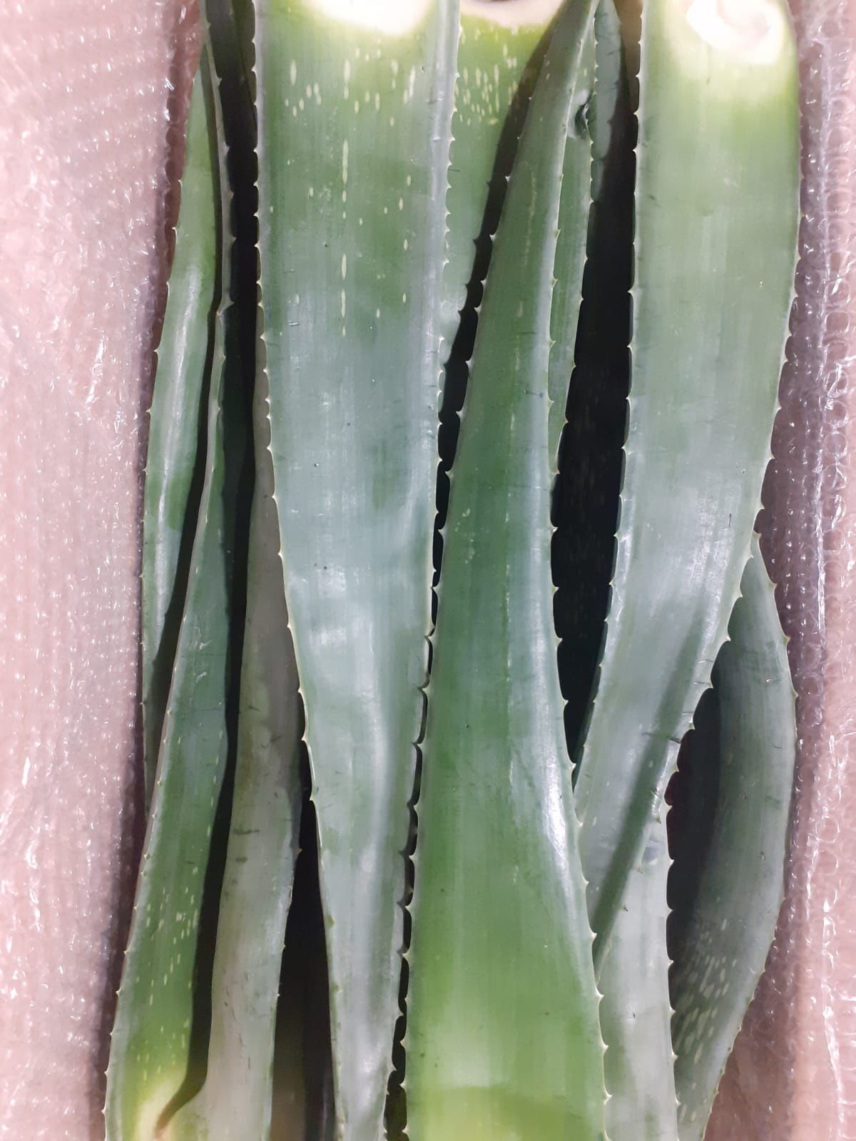 Aloe Vera Barbadensis