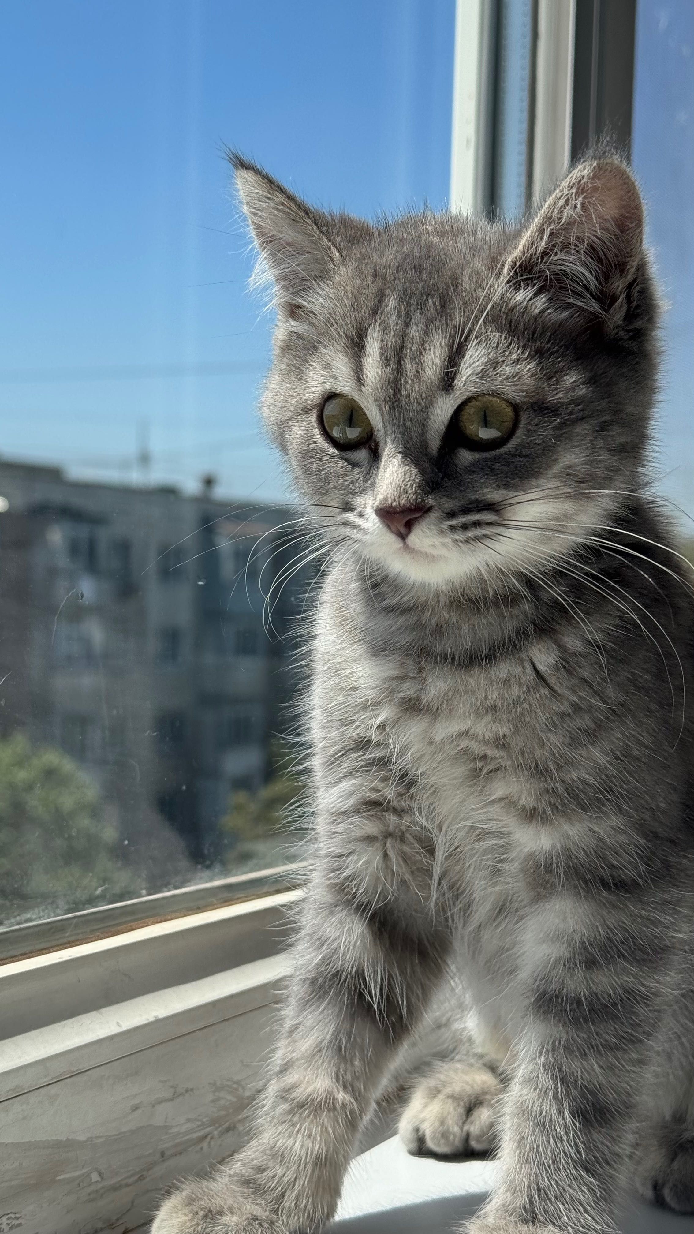 Котенок девочка 3мес