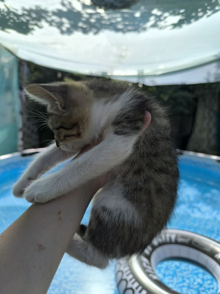 Котята от сиамской кошечки