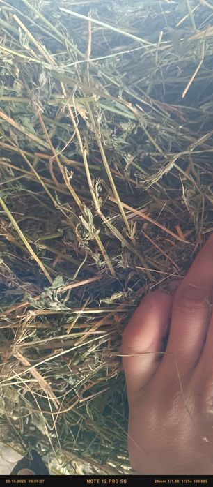 Vând baloți de lucernă și fan