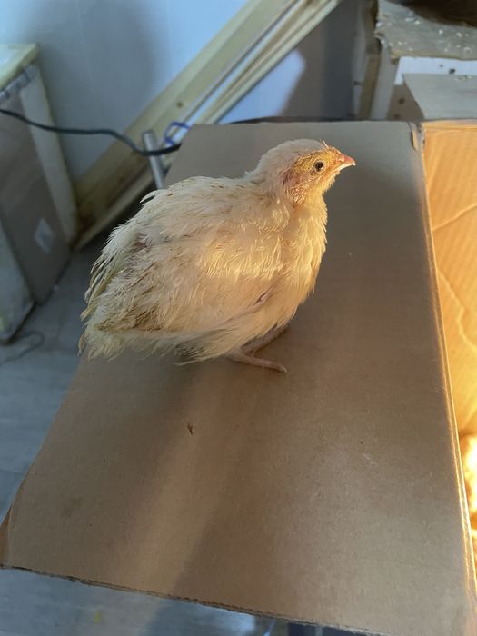 Бедана, Белый Гигант Перепелята