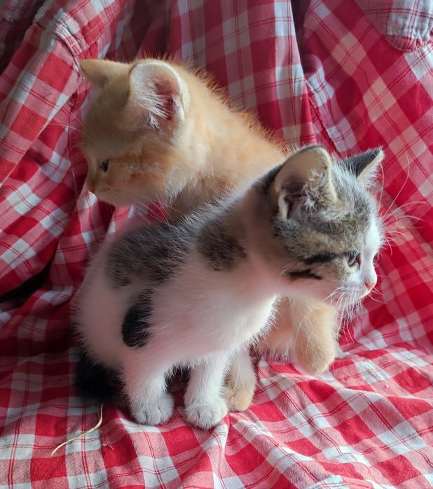 Отдам котят. Мальчик и девочка