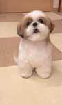 Catel Shih Tzu Mini Toy Shitzu Rasa Pura