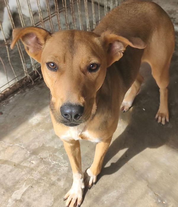 Fetița pentru adoptie