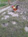 Chabo de Columbia
