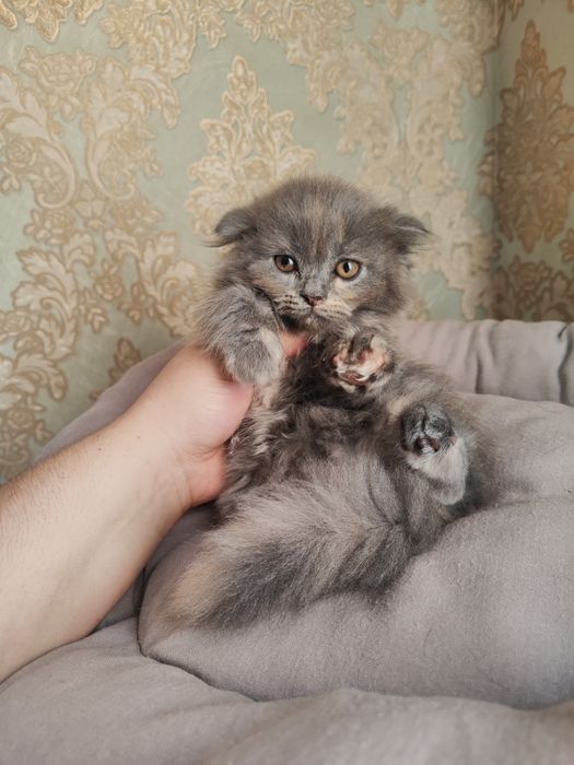 Продаются котята