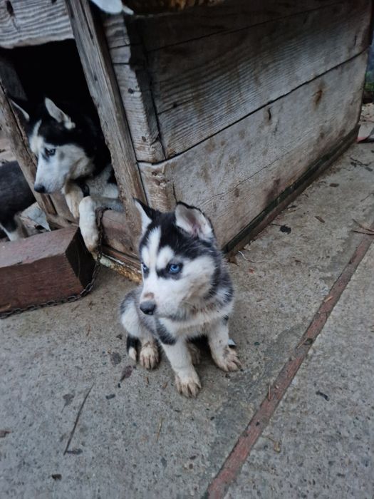 Pui husky siberian