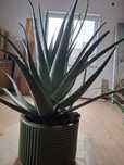 De vânzare aloe vera