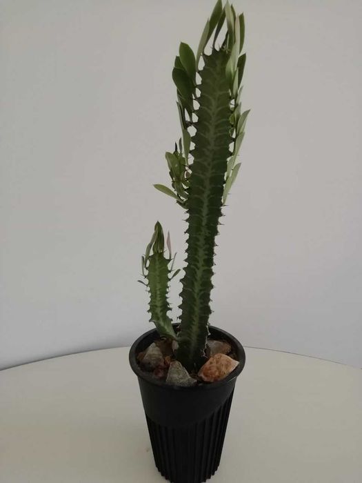 Эурфобия молочай трехгранный,  каланхое цветущий