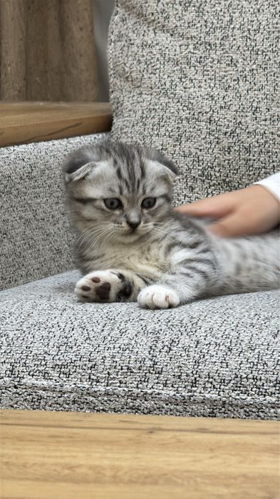 Scottish Fold шотландский