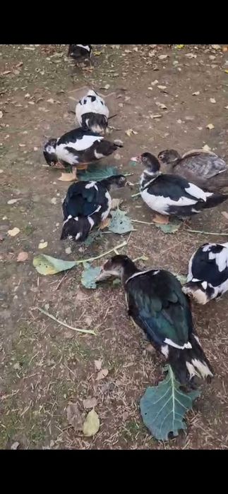 Rate lesesti de vanzare