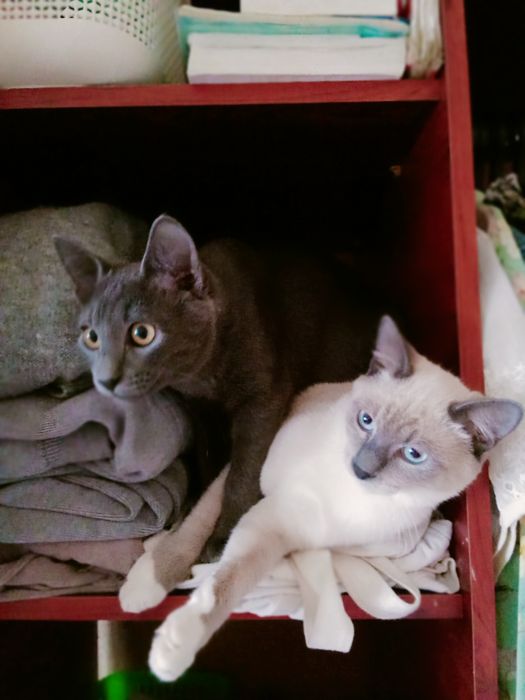 Отдам котят подростки 7 месяцев