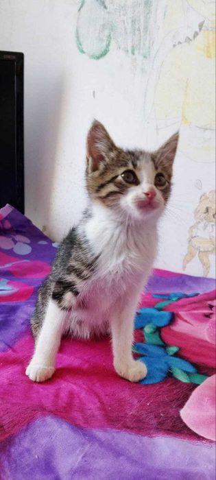 Домашни котенца, на 2,5 месеца, търсят любящи домове