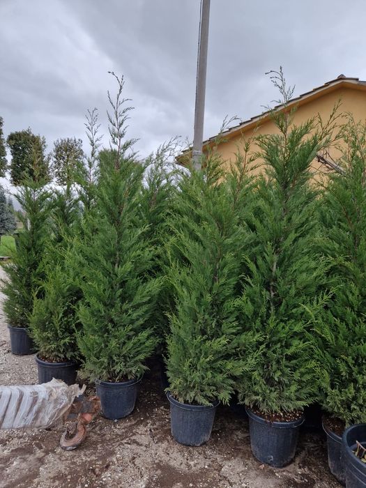 Leylandii gard viu veșnic verde, iarna, Cupressus, chiparos,teren casă