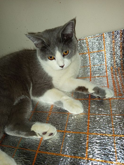 Mushukcha yuqolgan Topganga mufof bor