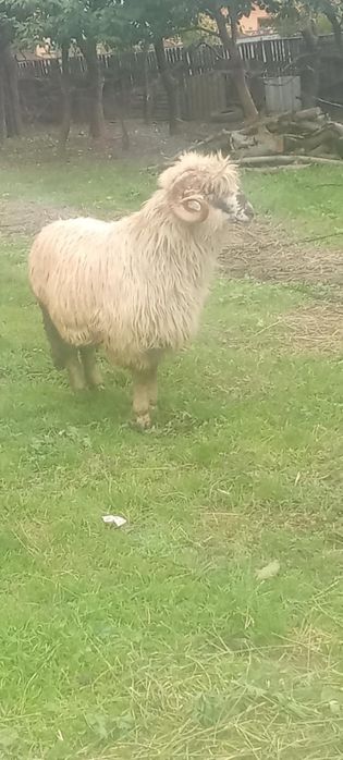 Vând berbec  de taeat sau pt reproducere