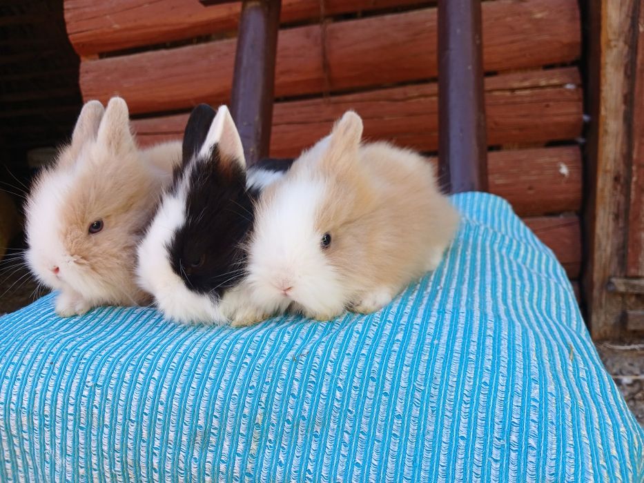 Iepurași pitici colorati