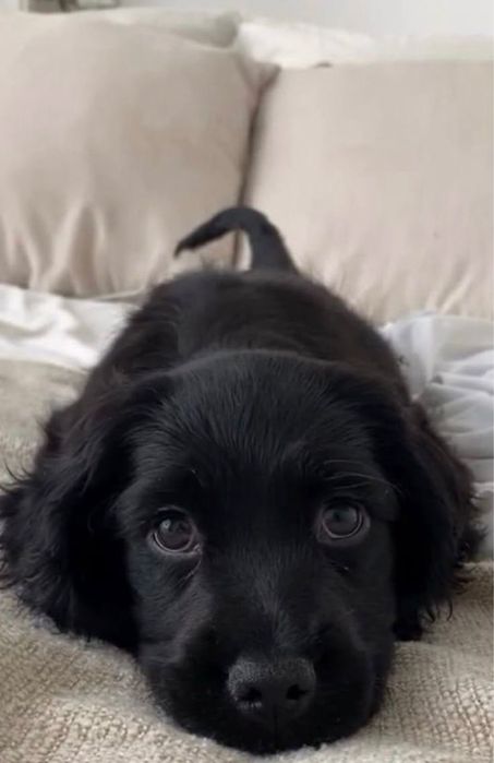 Русский спаниель