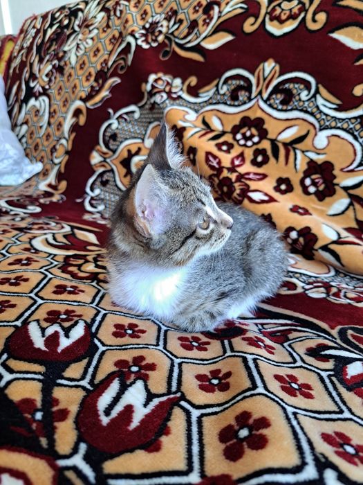 Mushuk bolalari ogil bola