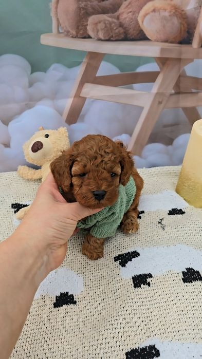 Пудел той с родословие - 5 поколения назад