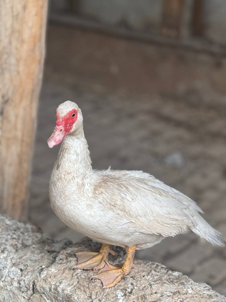 Oʻrdaklar sotiladi