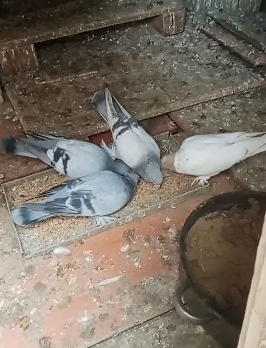 Продам голубей звонить по телефону все голубочки цена недорогая