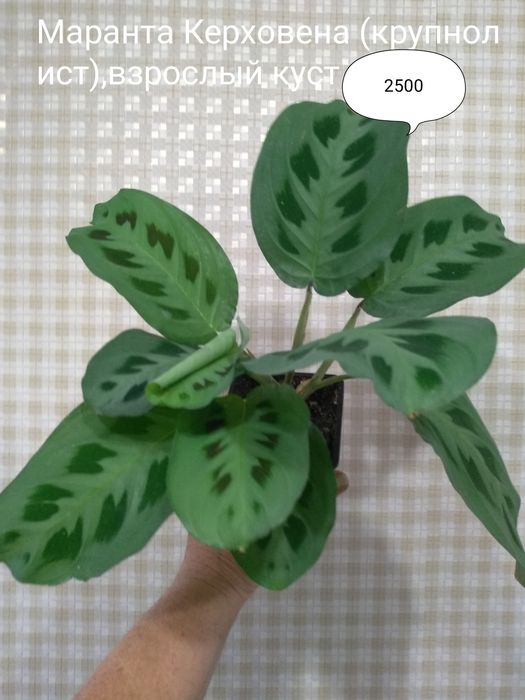 Продам Маранту,Калатею, Ктенанту