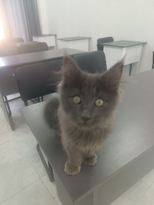 Мейн Кун мальчик продается