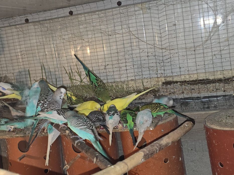 Papagali de crescătorie