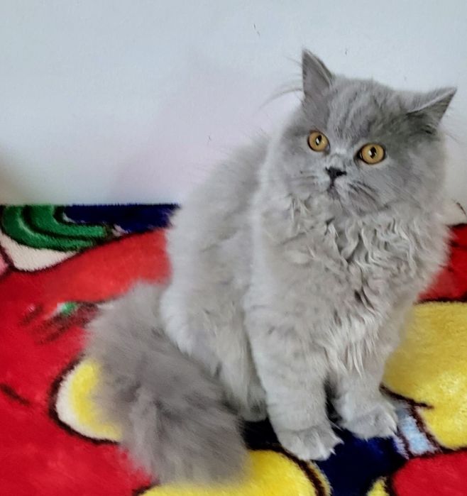 British longhair