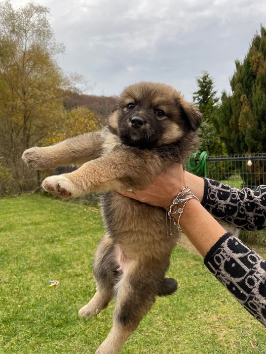 Căței spre adoptie