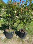 Plante ornamentale deosebite pentru colțuri decorative