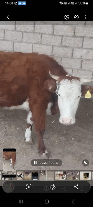 Сиыр сатыладыыыы