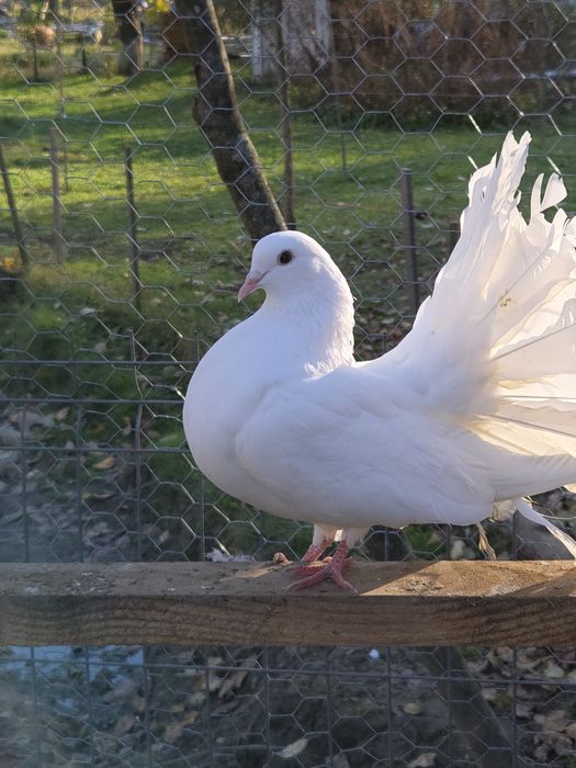 Vând porumbei voltați.